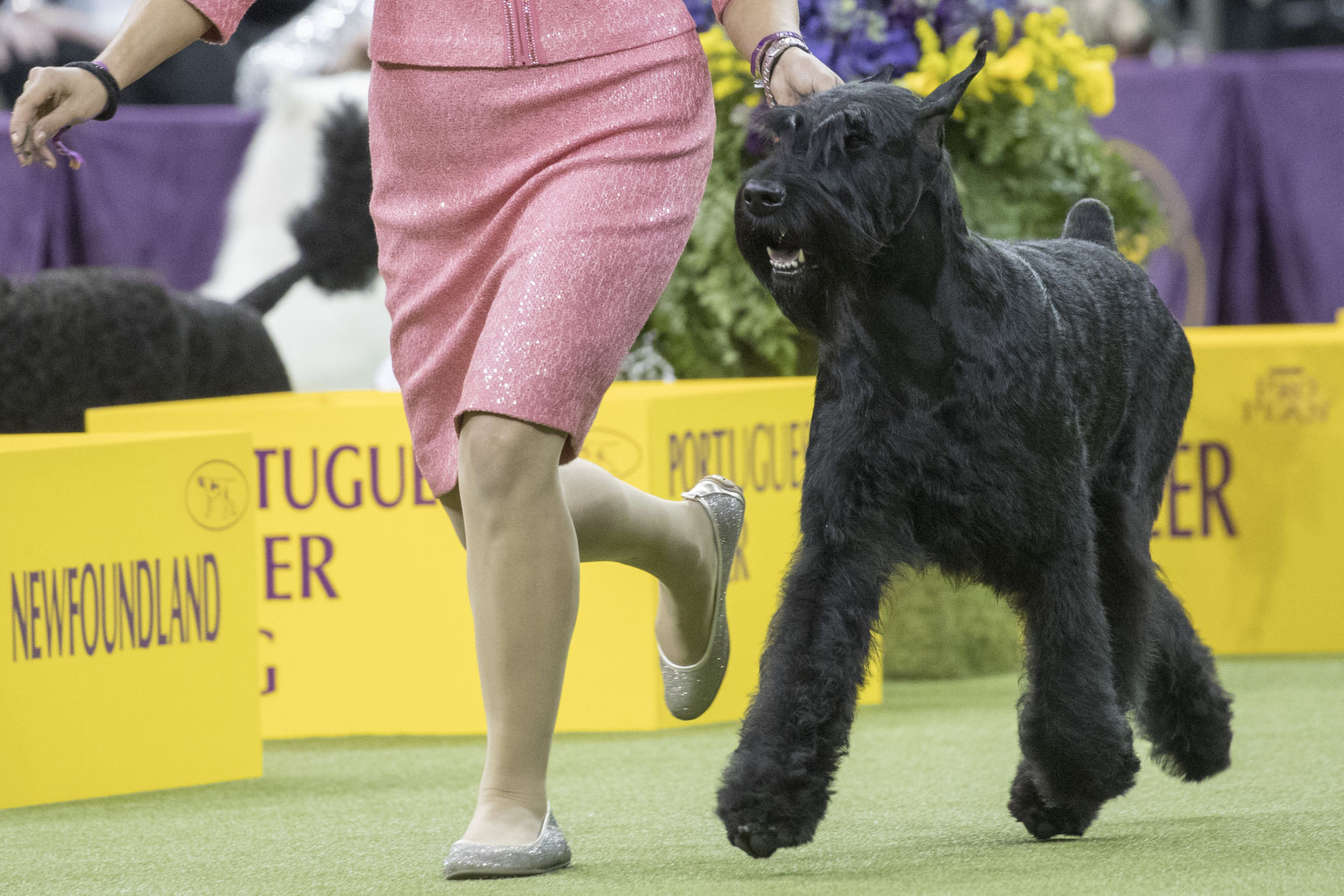 Westminster Dog Show